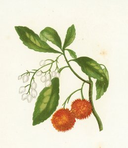 Arbutus Unedo da English School